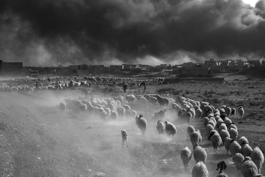 persone fuggono aree controllate isis paolo pellegrin magnum photos