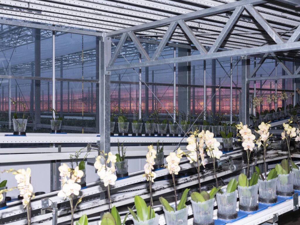 Armin Linke, Ter Laak Orchids, linea di produzione delle orchidee, Wateringen, Paesi Bassi, 2021