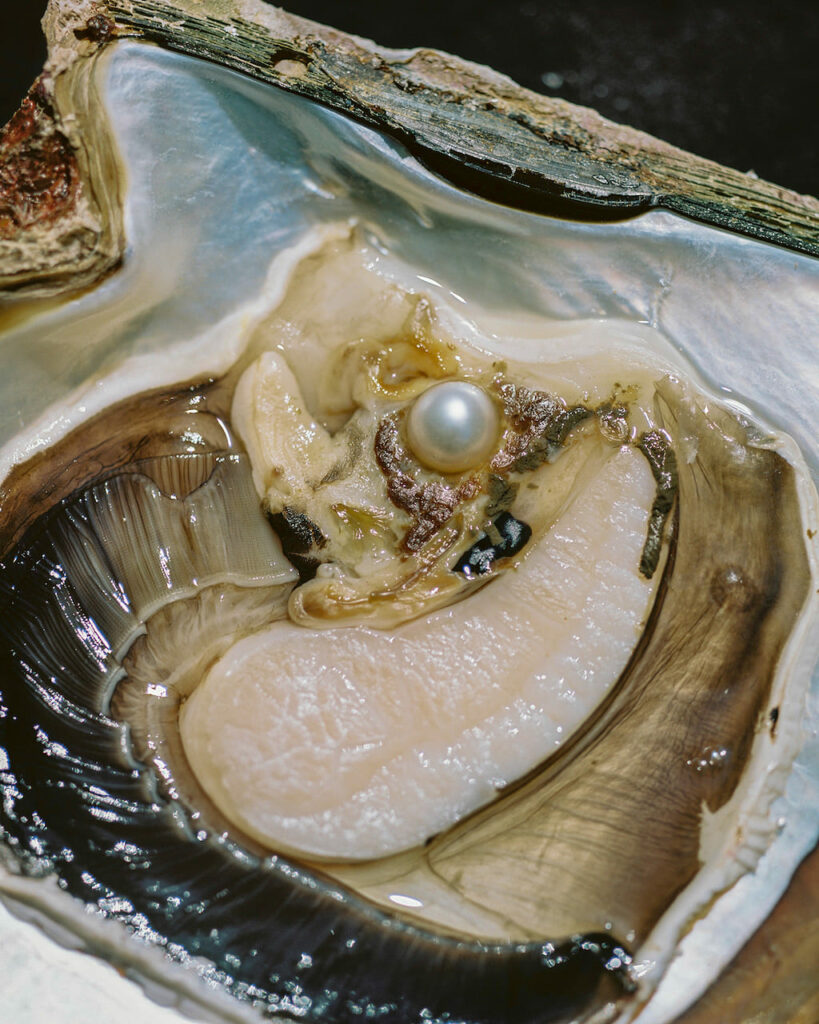 Rita Puig-Serra, Anatomy of an Oyster